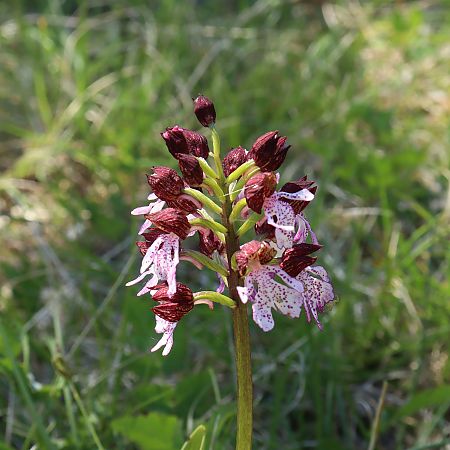 Orchis purpurea  - Gerard Guillouard