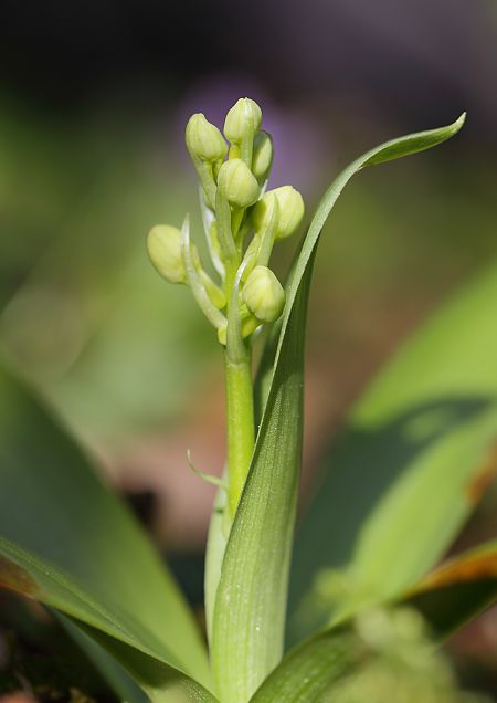 Orchis pallens  - Jean Valentin