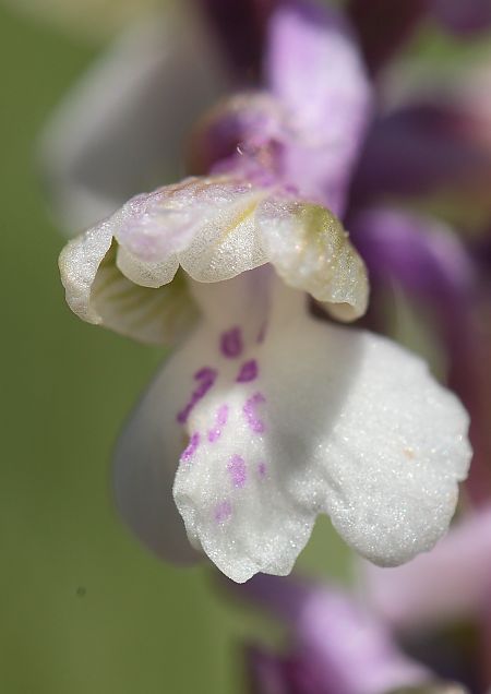 Anacamptis morio  - Jean Valentin