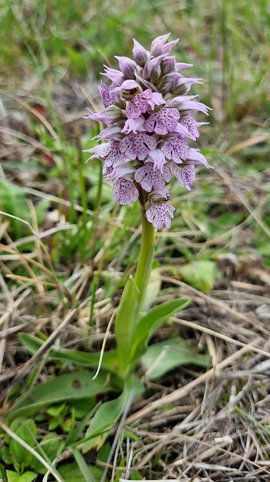 Neotinea lactea  - Anonyme