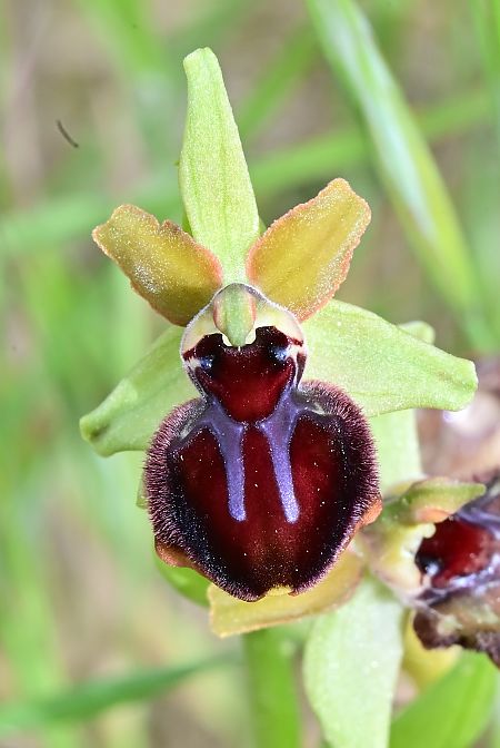 Ophrys passionis  - Frédéric Masson