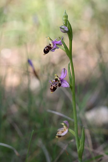 Ophrys corbariensis  - Pierre Laur-Fournié