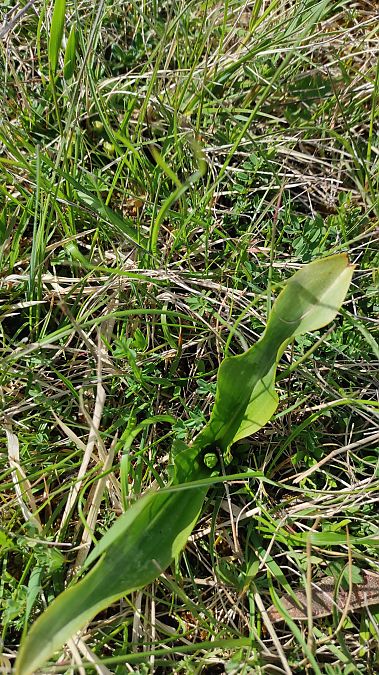 Platanthera bifolia  - Pairis Nicole