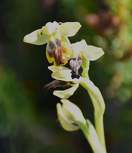 Ophrys delforgei  - Jacques Hallot