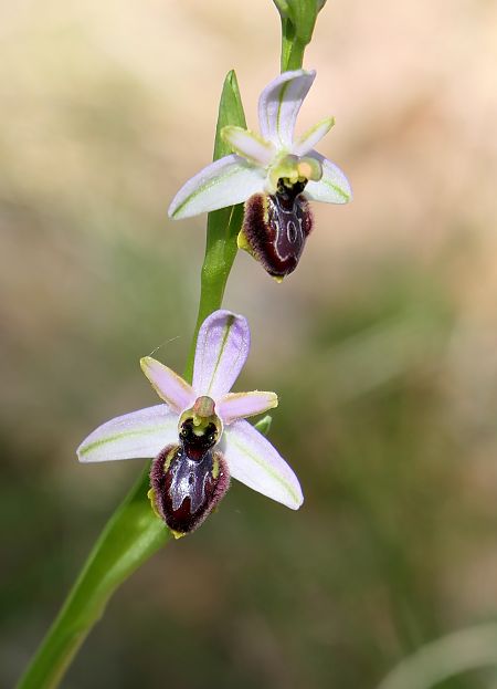 Ophrys splendida  - Françoise Andeol