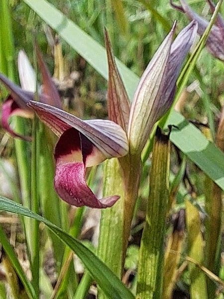 Serapias lingua  - Dominique Raimbault