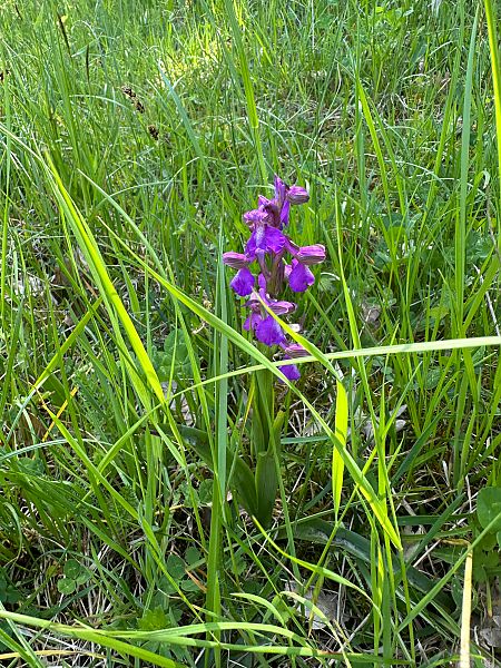 Anacamptis morio  - Catherine Lamena