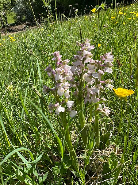 Anacamptis morio  - Catherine Lamena