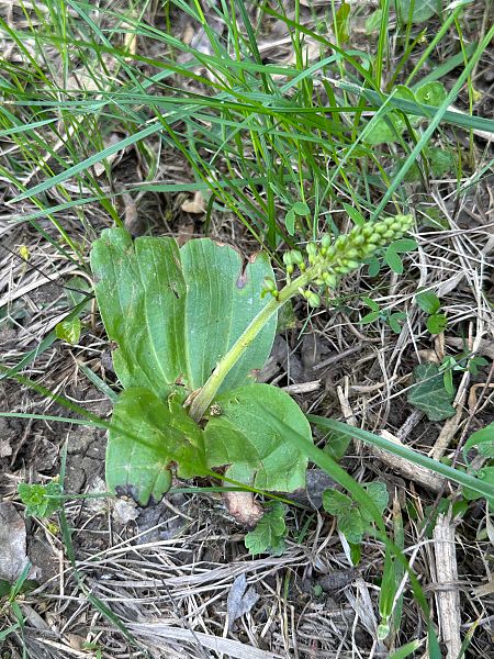 Listera ovata  - Catherine Lamena