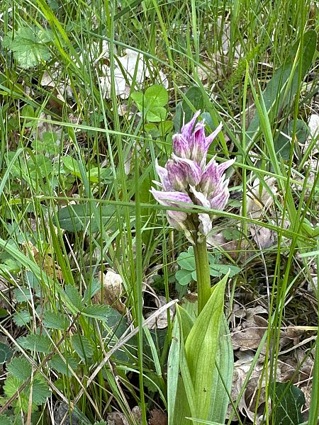 Orchis simia  - Catherine Lamena
