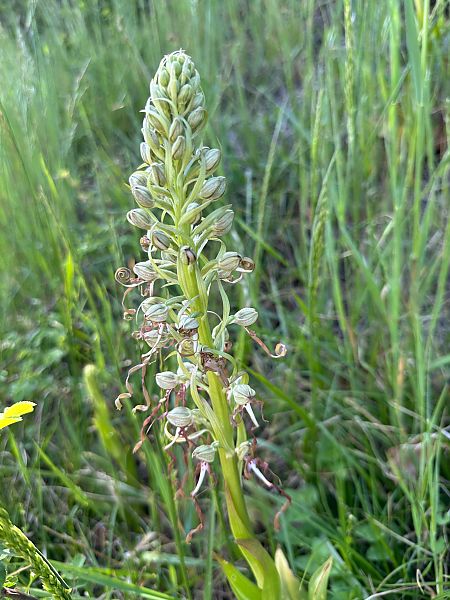 Himantoglossum hircinum  - Catherine Lamena