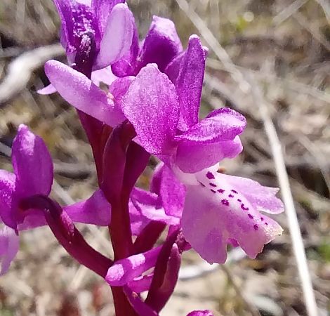 Orchis olbiensis  - Pierre Defontaines