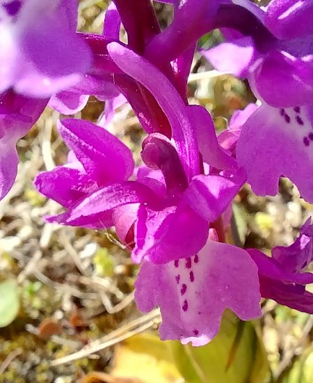 Orchis olbiensis  - Pierre Defontaines