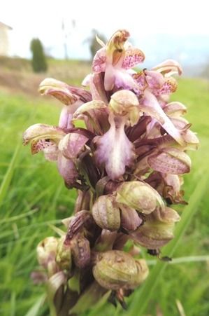 Himantoglossum robertianum  - Laurent Fourneret