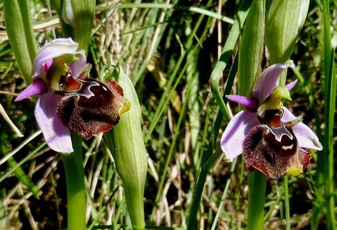 Ophrys fuciflora  - Laurent Fourneret