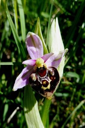 Ophrys fuciflora  - Laurent Fourneret