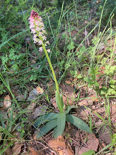Neotinea ustulata  - Dominique Roizot