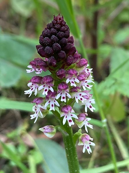 Neotinea ustulata  - Dominique Roizot