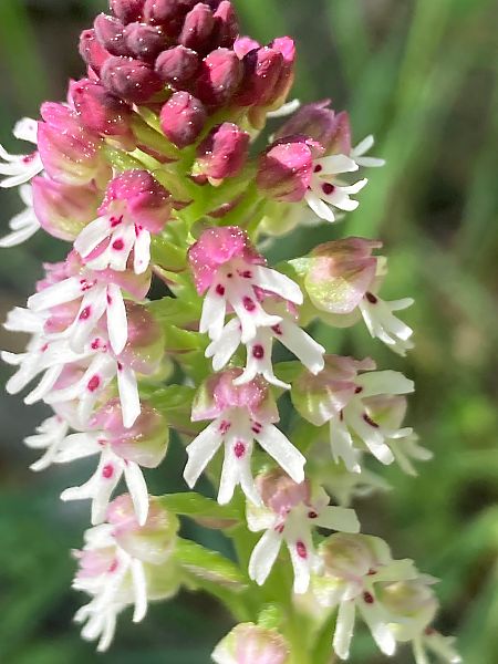 Neotinea ustulata  - Dominique Roizot