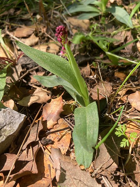 Neotinea ustulata  - Dominique Roizot