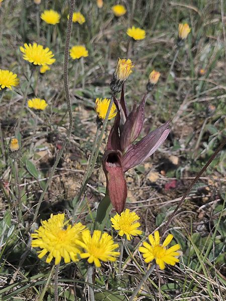 Serapias vomeracea  - Victor Hoyeau