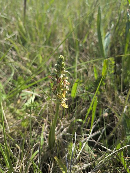 Orchis anthropophora  - Victor Hoyeau