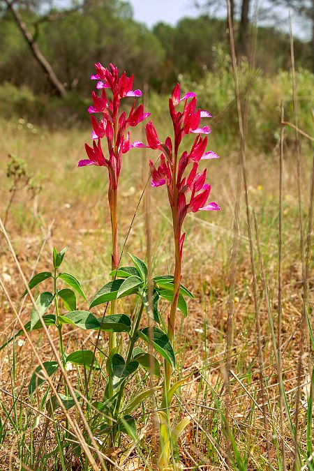 Anacamptis papilionacea  - Patrick Serra