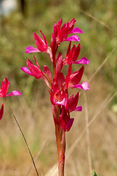 Anacamptis papilionacea  - Patrick Serra