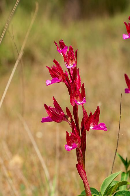 Anacamptis papilionacea  - Patrick Serra