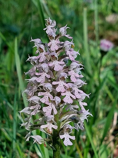 Neotinea conica  - Marten Schmitz