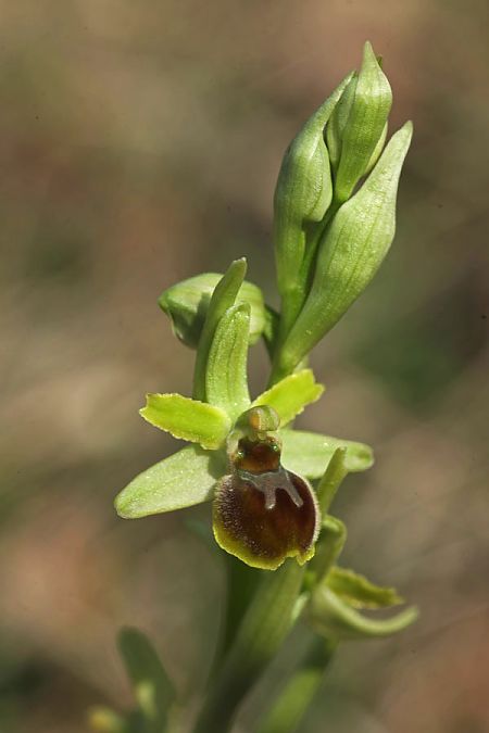 Ophrys araneola  - Joël Héras