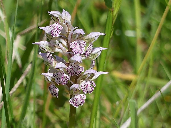 Neotinea lactea  - Thierry Pons
