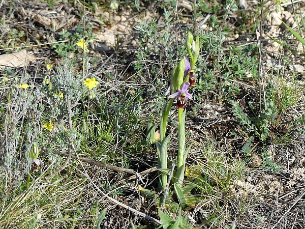 Ophrys fuciflora subsp. druentica  - Philippe Favre