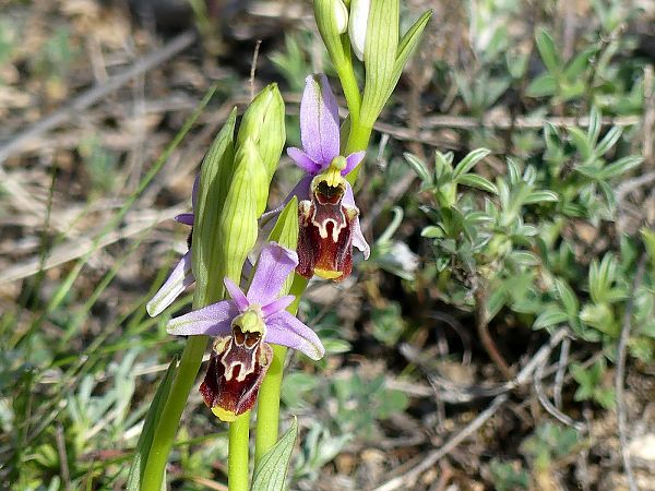 Ophrys fuciflora subsp. druentica  - Philippe Favre