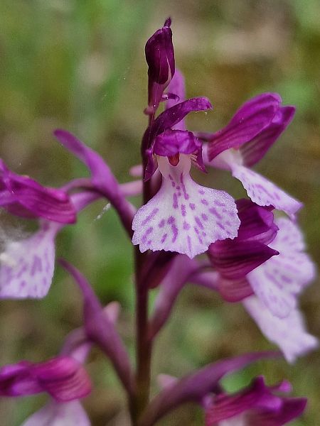 Anacamptis papilionacea  - Diane Raibaut