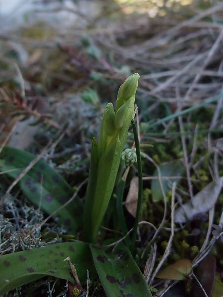 Orchis provincialis  - Vincent Marconnet