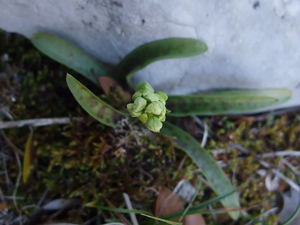Orchis provincialis  - Vincent Marconnet