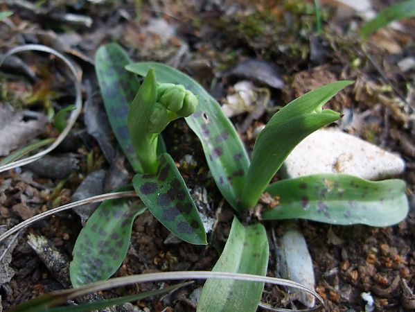 Orchis provincialis  - Vincent Marconnet
