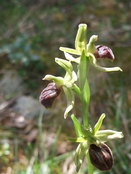 Ophrys occidentalis  - Vincent Marconnet