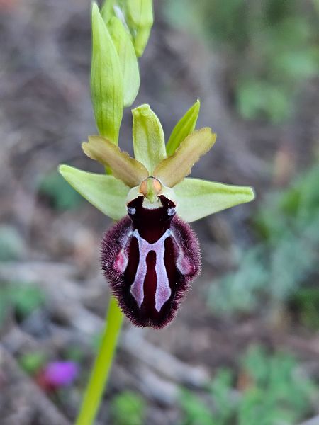 Ophrys incubacea  - Louison Vannier