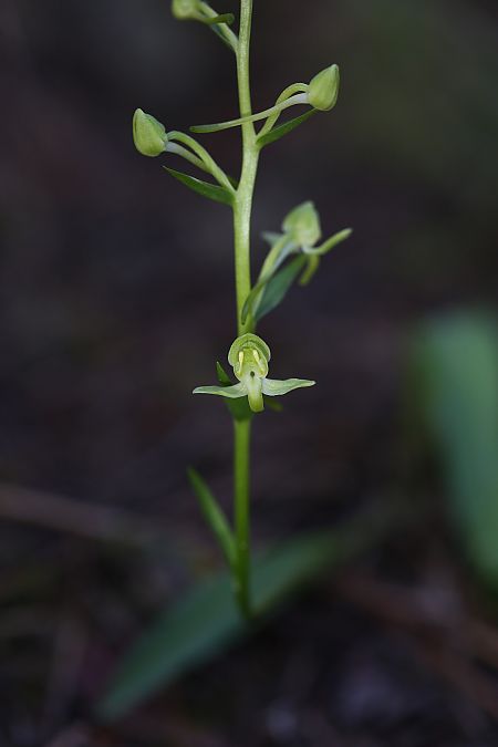 Platanthera algeriensis  - Louison Vannier