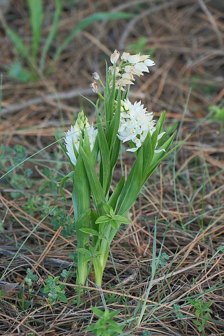 Cephalanthera longifolia  - François Jauzelon