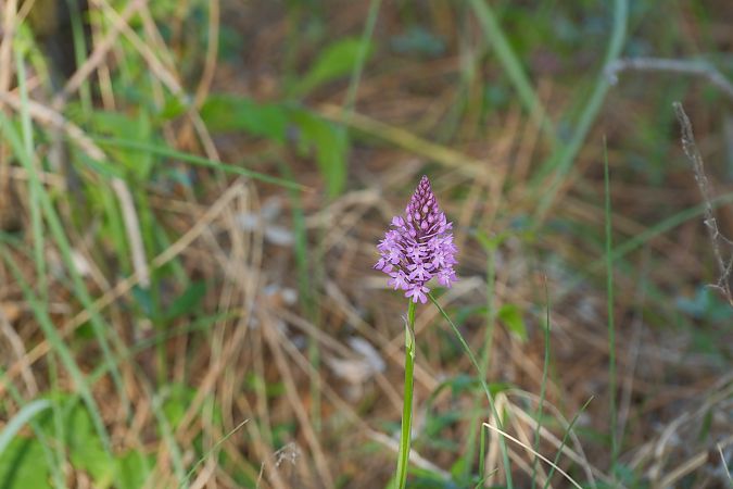 Anacamptis pyramidalis  - François Jauzelon
