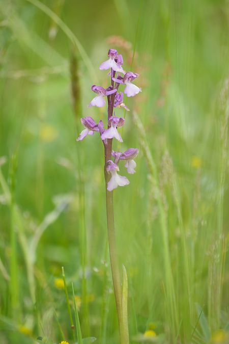 Anacamptis morio  - François Jauzelon