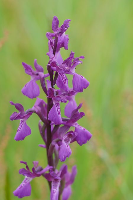 Anacamptis morio  - François Jauzelon