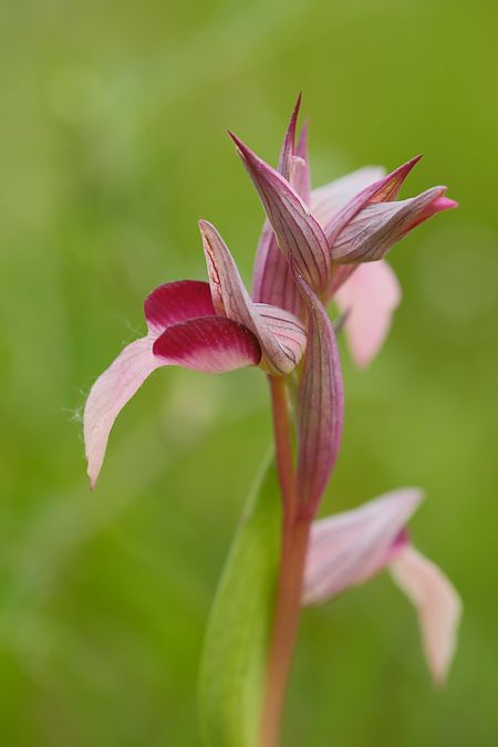 Serapias lingua  - François Jauzelon