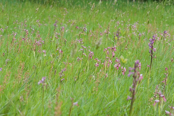 Serapias lingua  - François Jauzelon