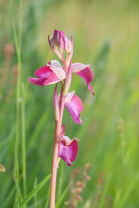 Serapias lingua  - François Jauzelon