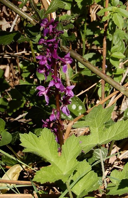 Orchis mascula  - Nicole Deschaume