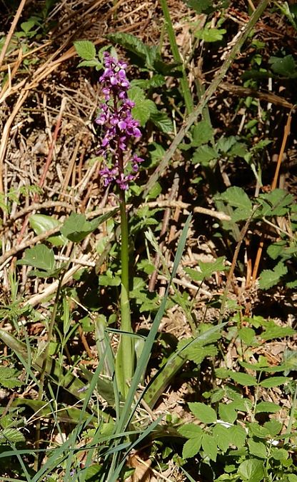 Orchis mascula  - Nicole Deschaume